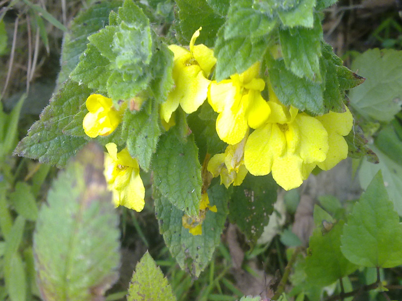 Sara Photo Sansar.. Rare plants of Nepal